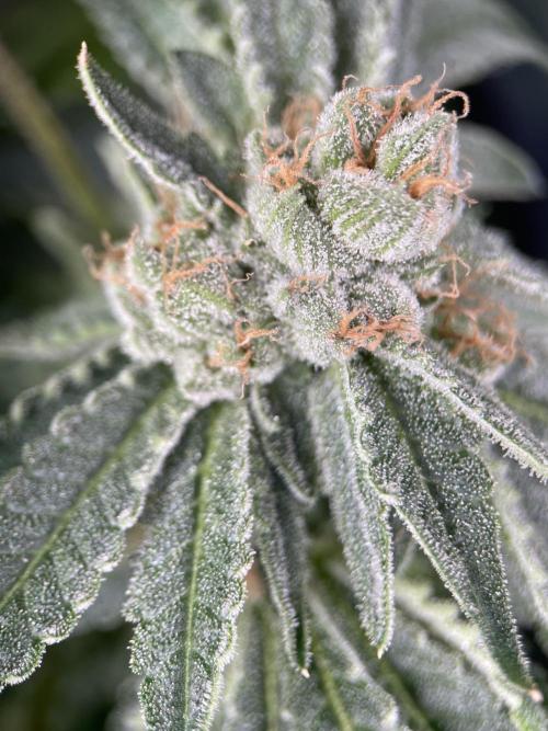 Terpyz - Cheesus Christ S1. Week 18