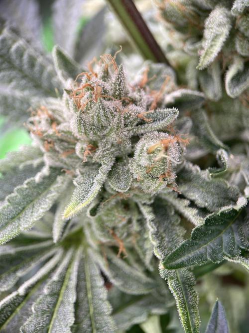Terpyz - Cheesus Christ S1. Week 18