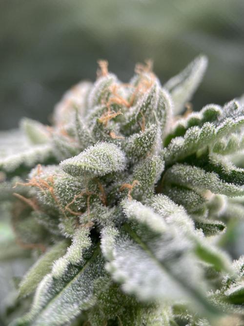 Terpyz - Cheesus Christ S1. Week 18