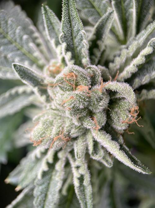 Terpyz - Cheesus Christ S1. Week 18