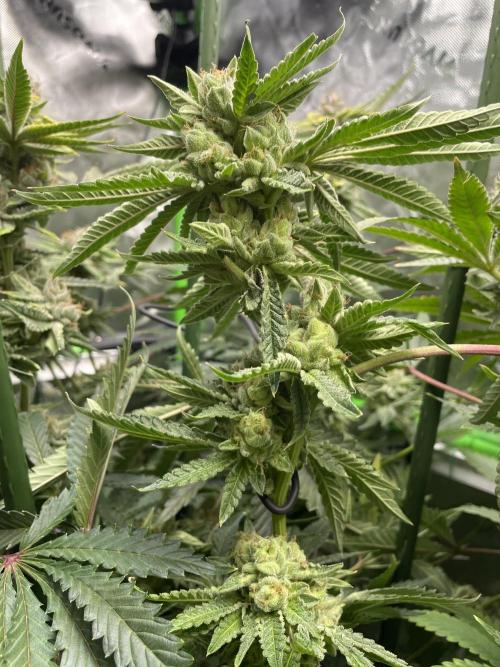 Terpyz - Cheesus Christ S1. Week 18