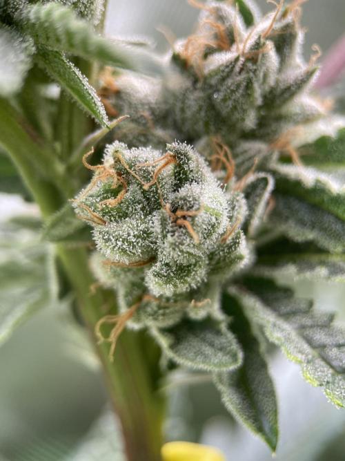 Terpyz - Cheesus Christ S1. Week 18