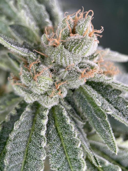 Terpyz - Cheesus Christ S1. Week 18
