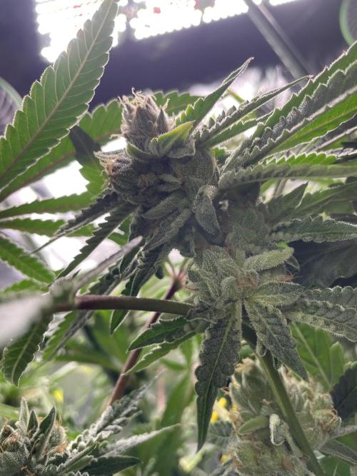 Terpyz - Cheesus Christ S1. Week 18