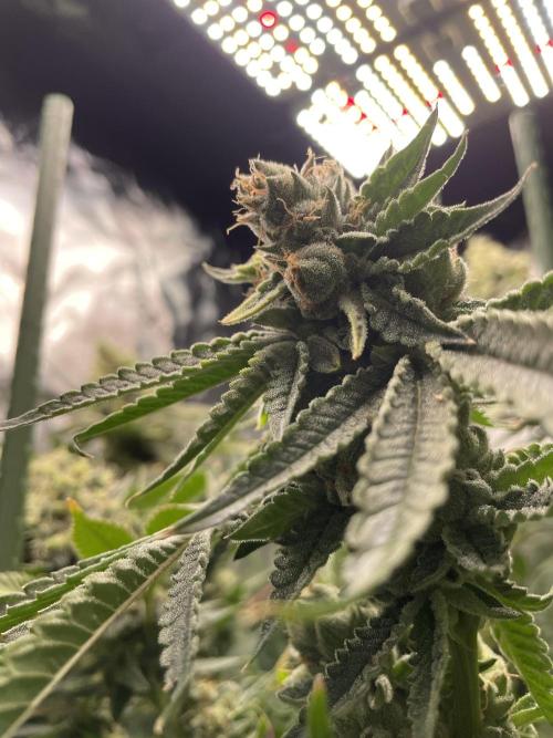 Terpyz - Cheesus Christ S1. Week 18