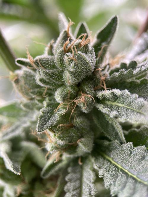 Terpyz - Cheesus Christ S1. Week 18