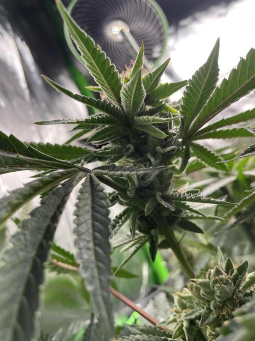 Terpyz - Cheesus Christ S1. Week 18