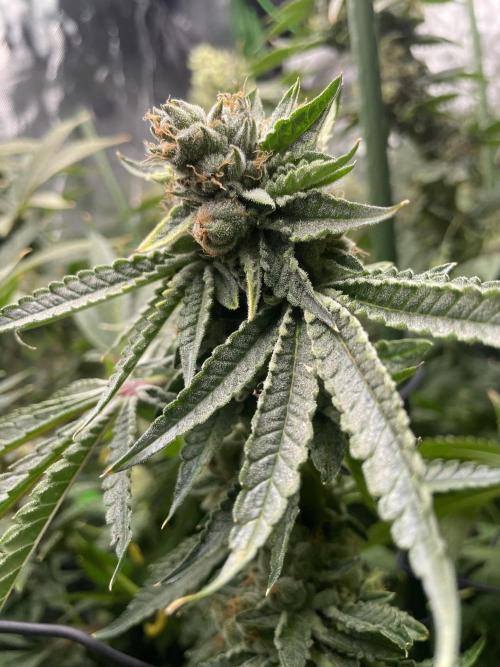 Terpyz - Cheesus Christ S1. Week 18