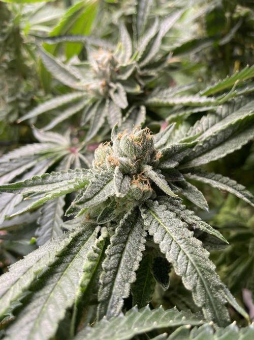 Terpyz - Cheesus Christ S1. Week 18