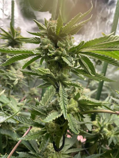 Terpyz - Cheesus Christ S1. Week 18