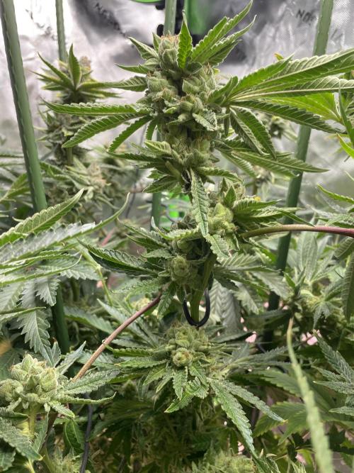 Terpyz - Cheesus Christ S1. Week 18