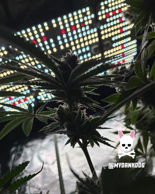 Terpyz - Cheesus Christ S1. Week 19