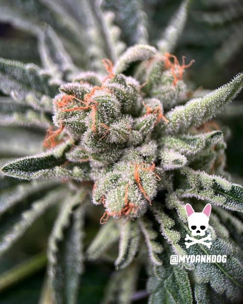 Terpyz - Cheesus Christ S1. Week 19