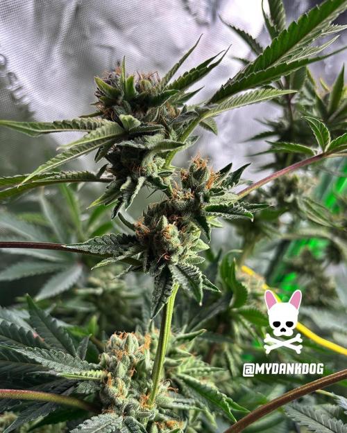Terpyz - Cheesus Christ S1. Week 19