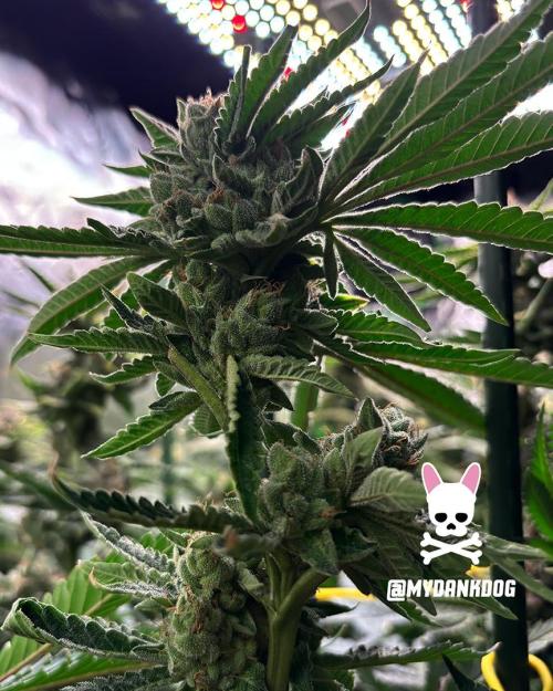 Terpyz - Cheesus Christ S1. Week 19