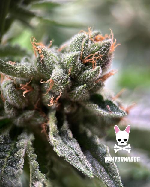 Terpyz - Cheesus Christ S1. Week 19