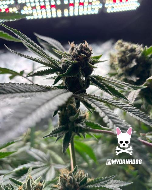 Terpyz - Cheesus Christ S1. Week 19