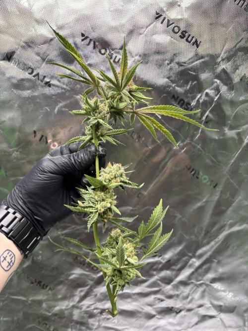 Terpyz - Cheesus Christ S1. Week 20