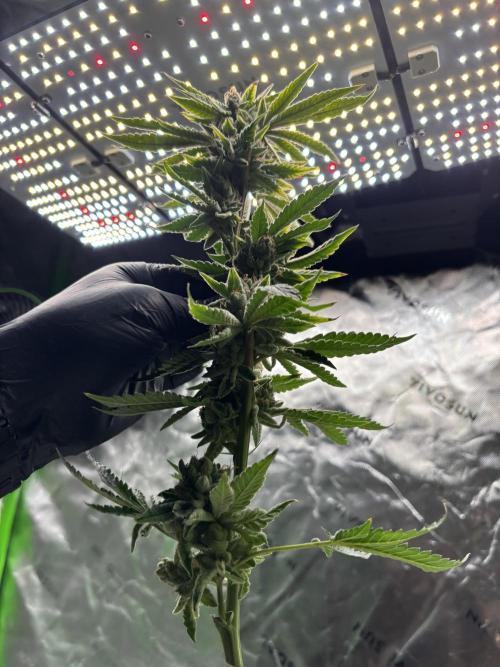 Terpyz - Cheesus Christ S1. Week 20