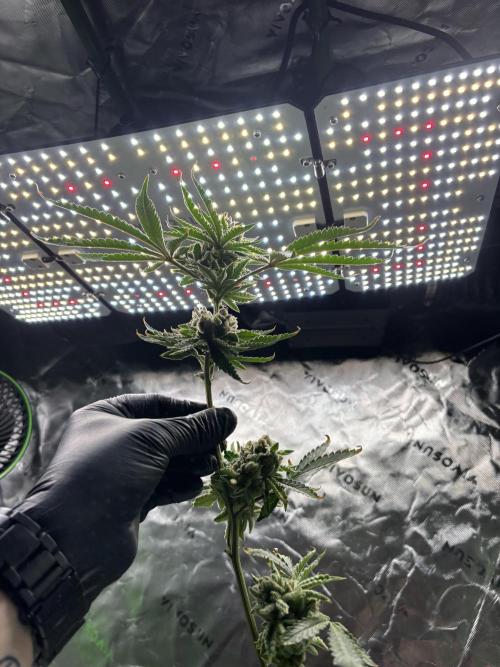 Terpyz - Cheesus Christ S1. Week 20