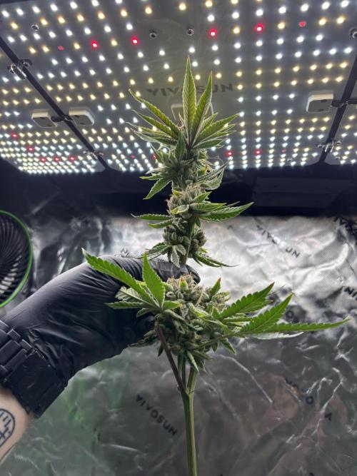 Terpyz - Cheesus Christ S1. Week 20