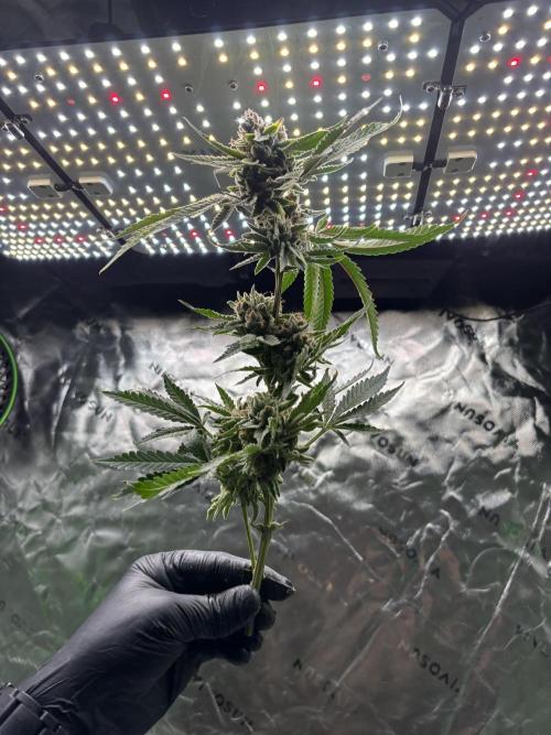 Terpyz - Cheesus Christ S1. Week 20