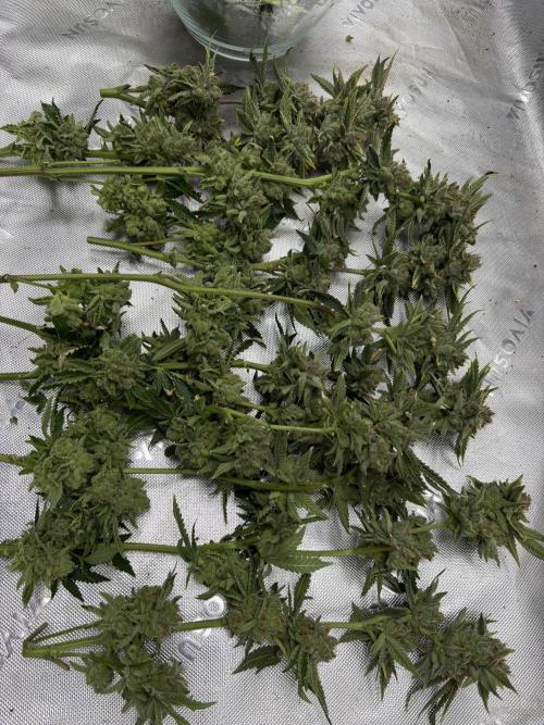 Terpyz - Cheesus Christ S1. Week 20