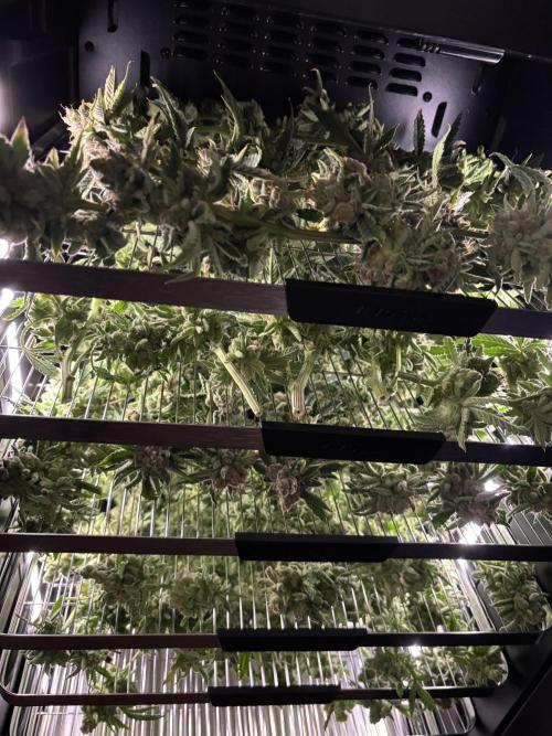 Terpyz - Cheesus Christ S1. Week 20