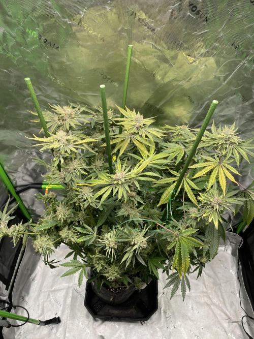 Terpyz - Cheesus Christ S1. Week 20