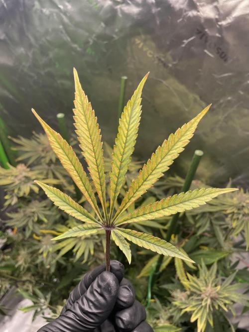 Terpyz - Cheesus Christ S1. Week 20