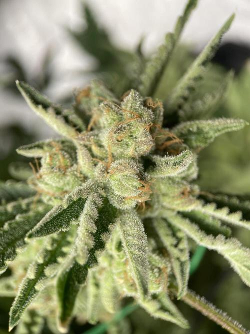 Terpyz - Cheesus Christ S1. Week 20
