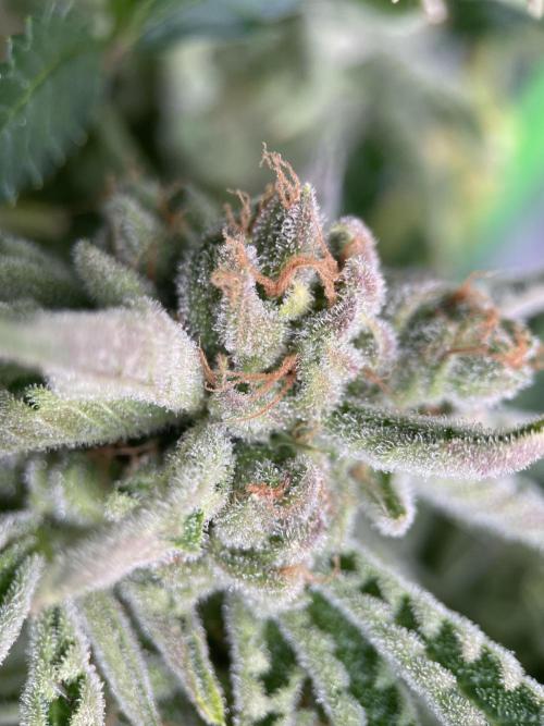 Terpyz - Cheesus Christ S1. Week 20
