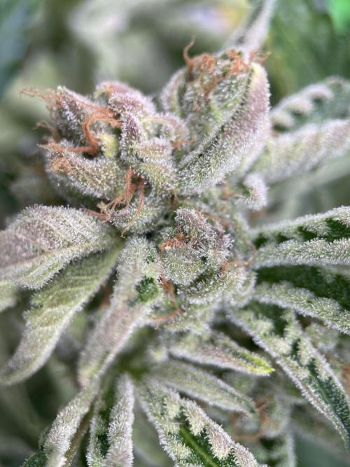 Terpyz - Cheesus Christ S1. Week 20