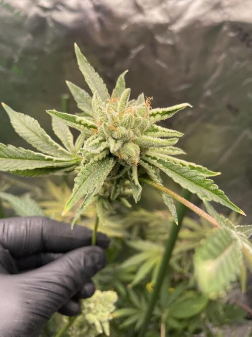 Terpyz - Cheesus Christ S1. Week 20