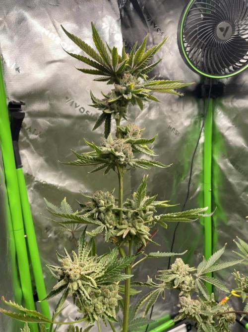 Terpyz - Cheesus Christ S1. Week 20