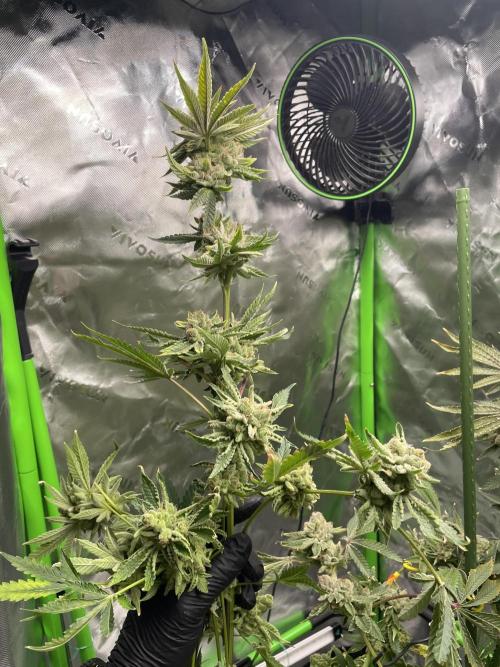 Terpyz - Cheesus Christ S1. Week 20