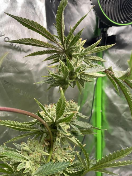 Terpyz - Cheesus Christ S1. Week 20