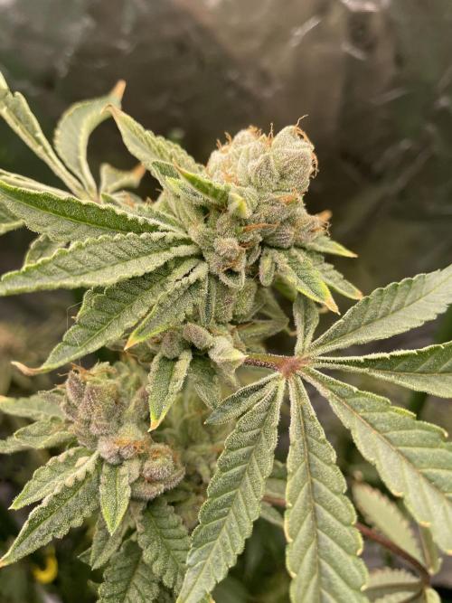 Terpyz - Cheesus Christ S1. Week 20