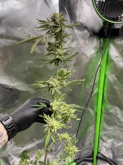 Terpyz - Cheesus Christ S1. Week 20