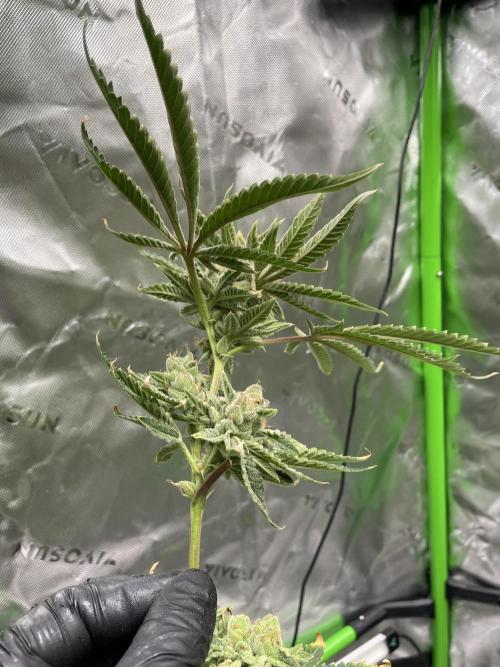 Terpyz - Cheesus Christ S1. Week 20