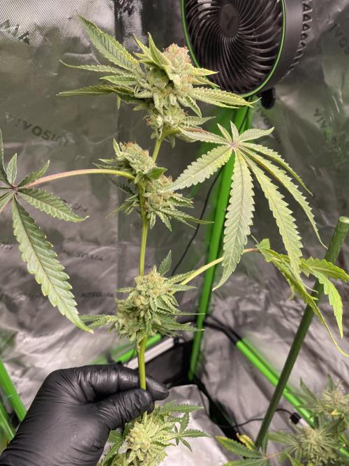 Terpyz - Cheesus Christ S1. Week 20