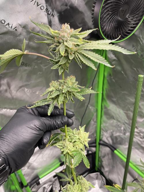 Terpyz - Cheesus Christ S1. Week 20