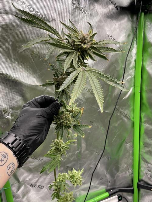 Terpyz - Cheesus Christ S1. Week 20