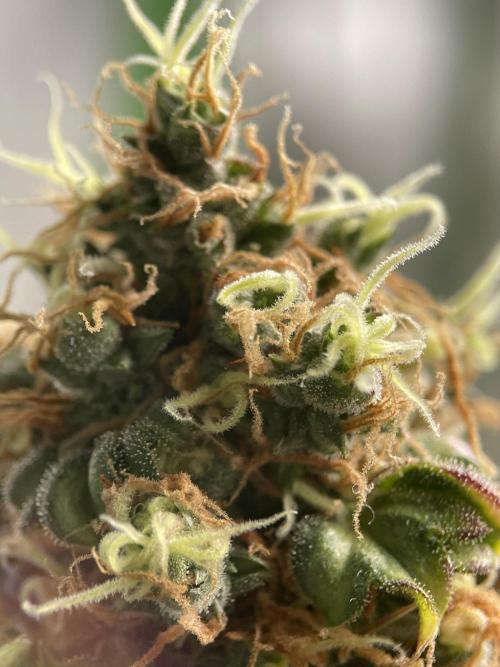 Terpyz - Dooligah 0G F3. Week 20
