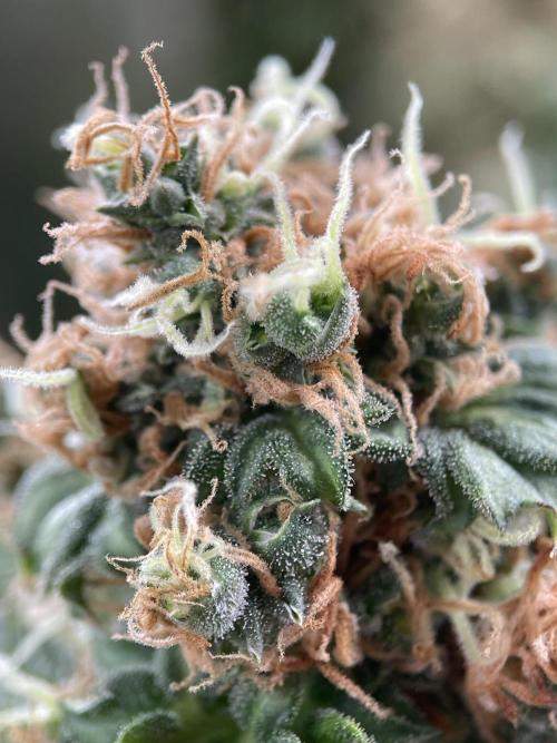 Terpyz - Dooligah 0G F3. Week 20