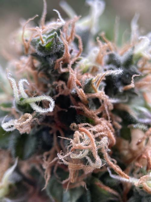 Terpyz - Dooligah 0G F3. Week 20