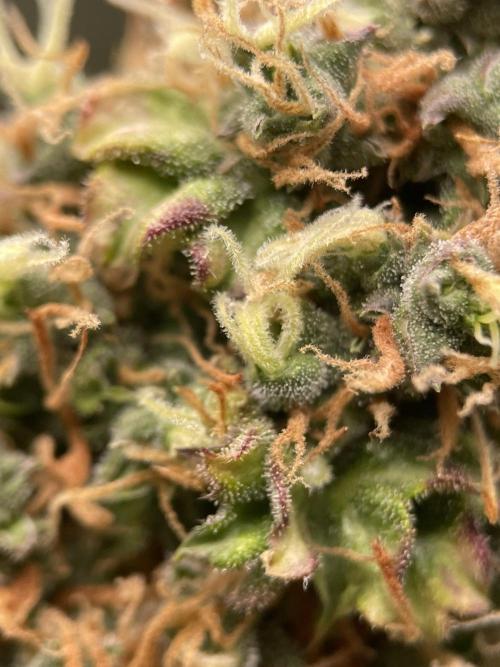 Terpyz - Dooligah 0G F3. Week 20