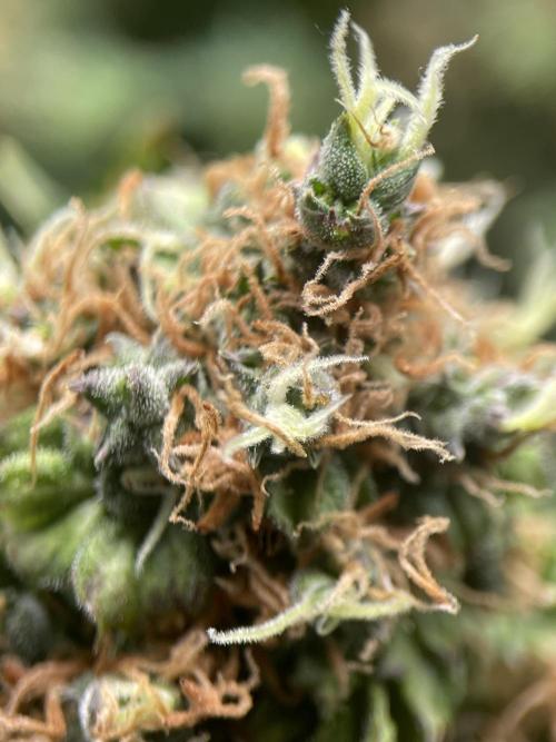 Terpyz - Dooligah 0G F3. Week 20