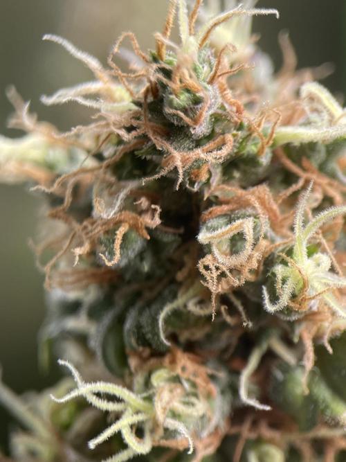 Terpyz - Dooligah 0G F3. Week 20