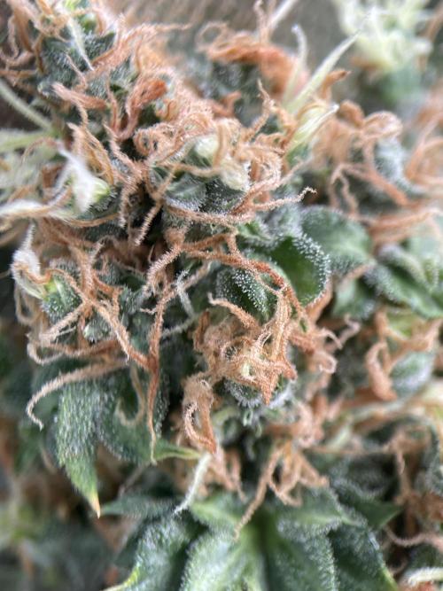 Terpyz - Dooligah 0G F3. Week 20